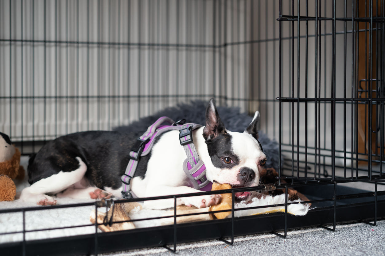 Tips for crate training dogs