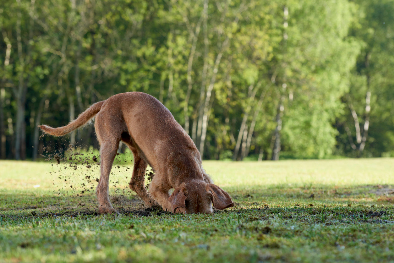 Understanding Common Canine Behaviors: A Guide for Dog Owners