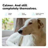 CALM+CHILL Super Blend