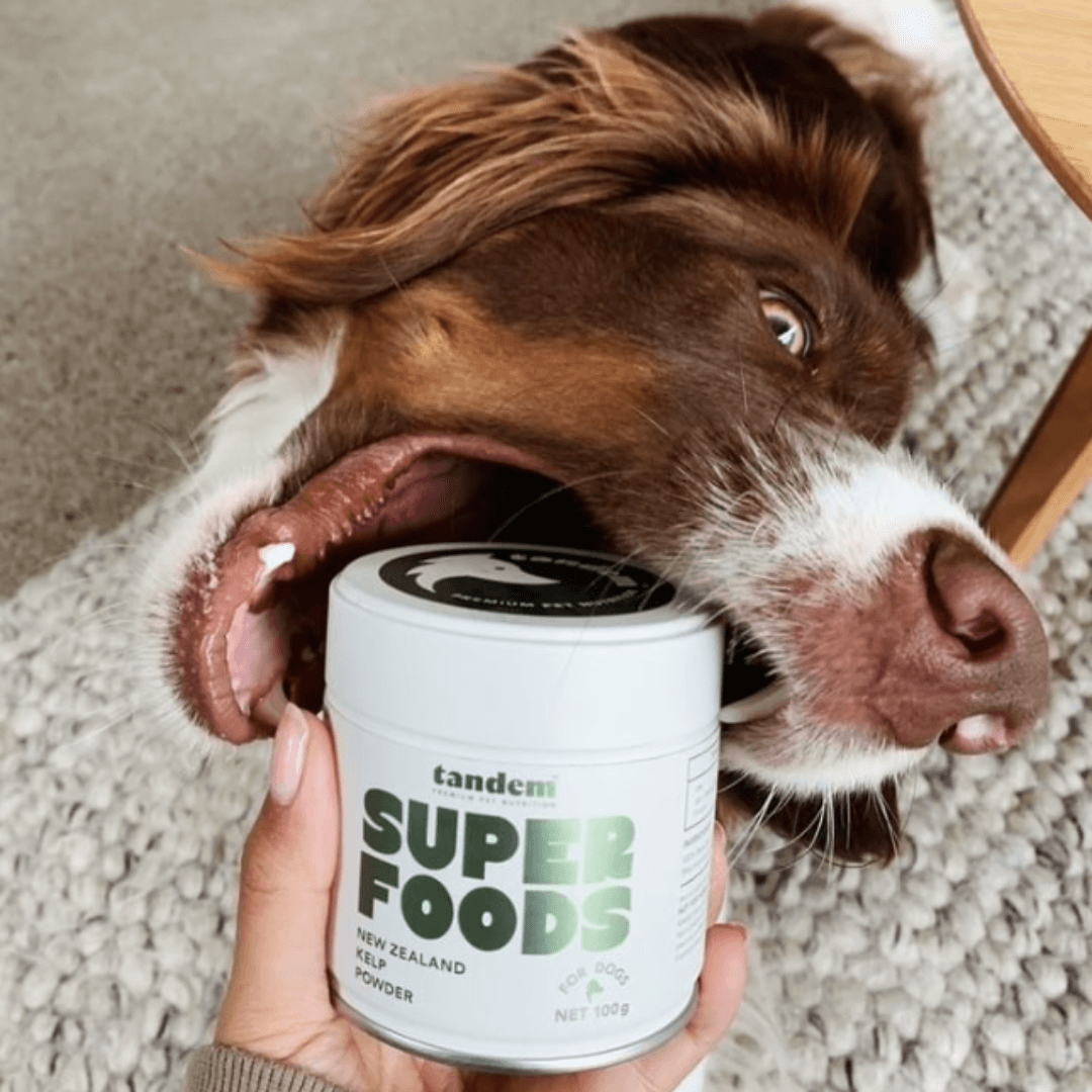Kelp for dogs hot sale