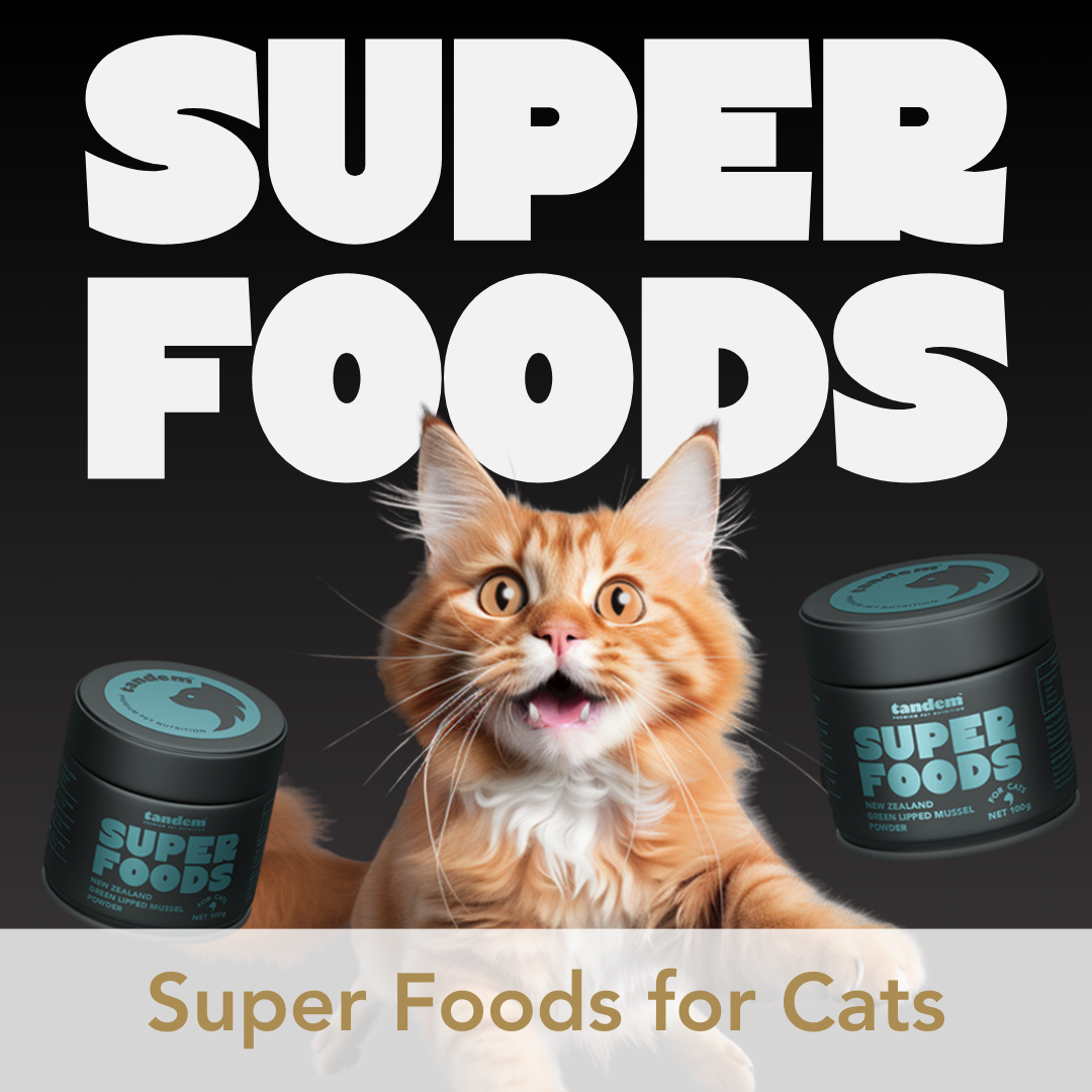 Super Foods for Cats