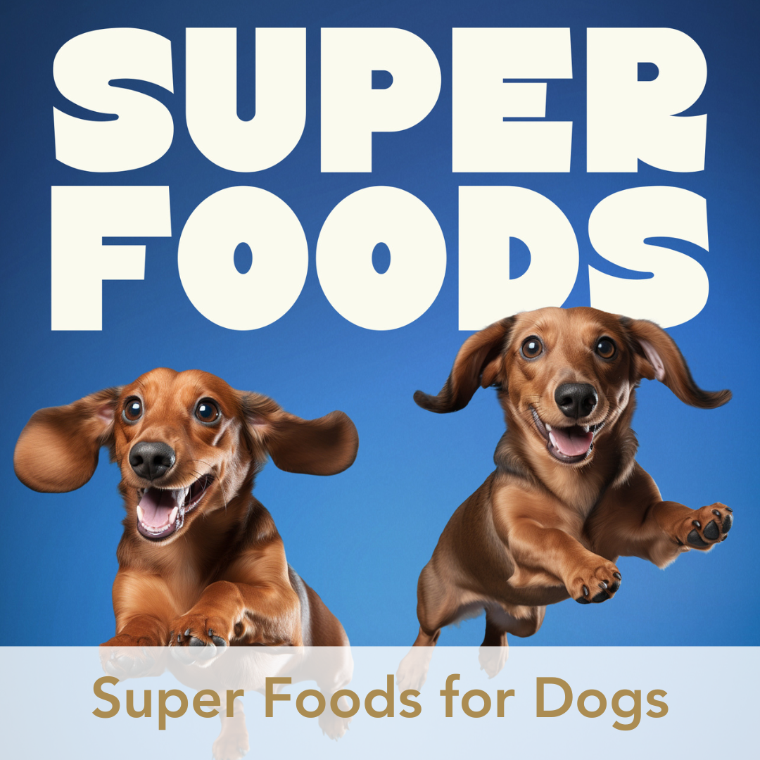 Super Foods for Dogs