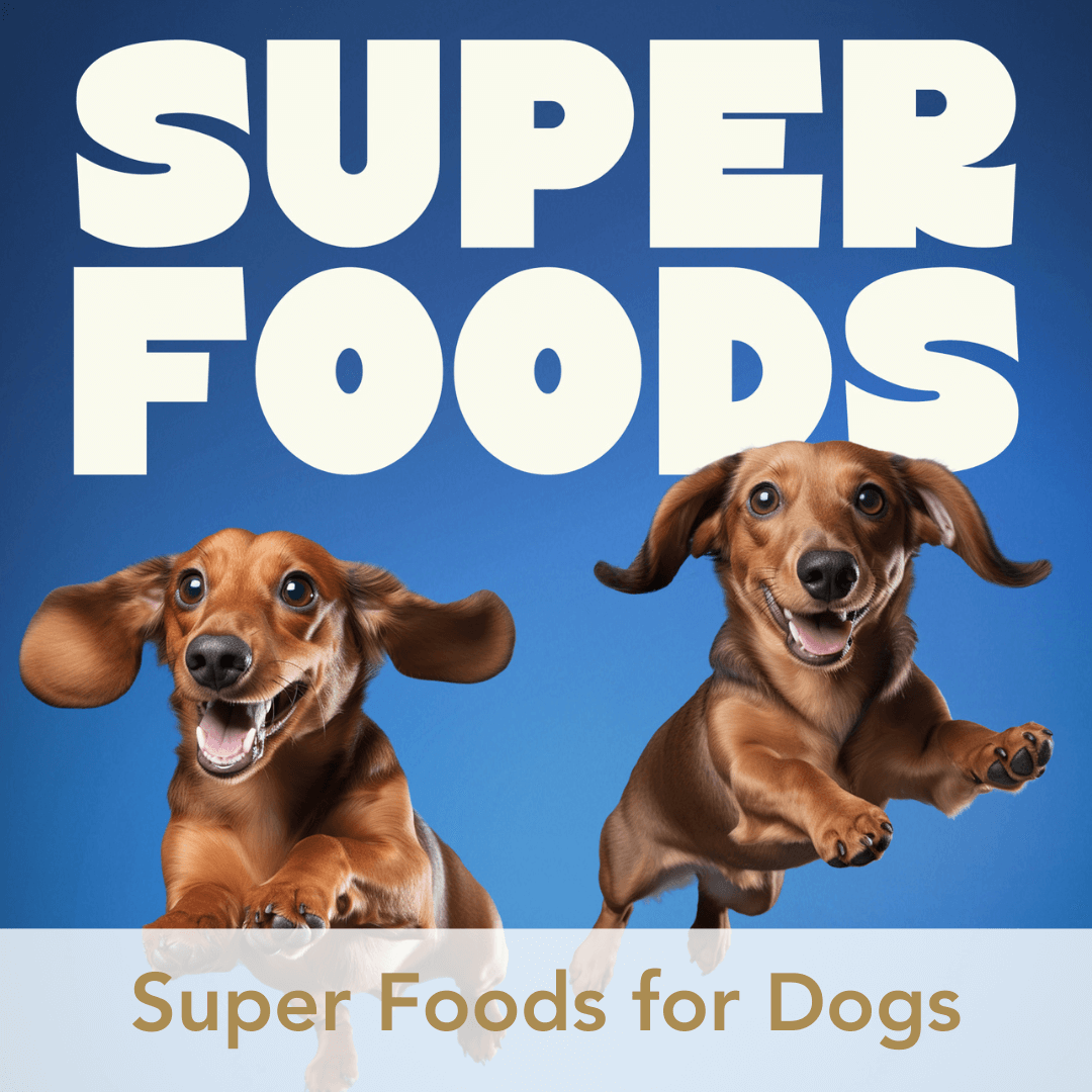 Pet super best sale