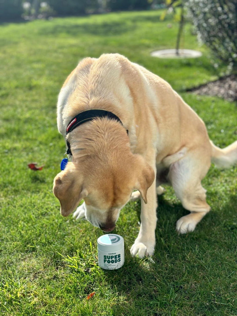 Photo from Phillip B.'s review of New Zealand Green Lipped Mussel Powder