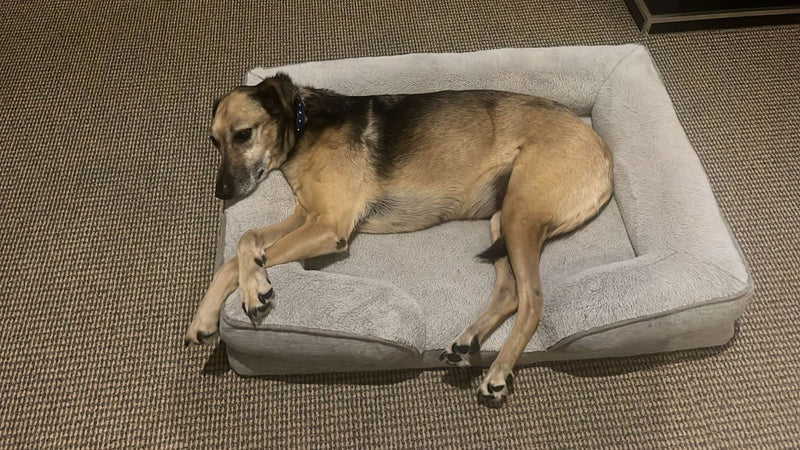 Photo from Ian S.'s review of BONE+JOINT Super Chews