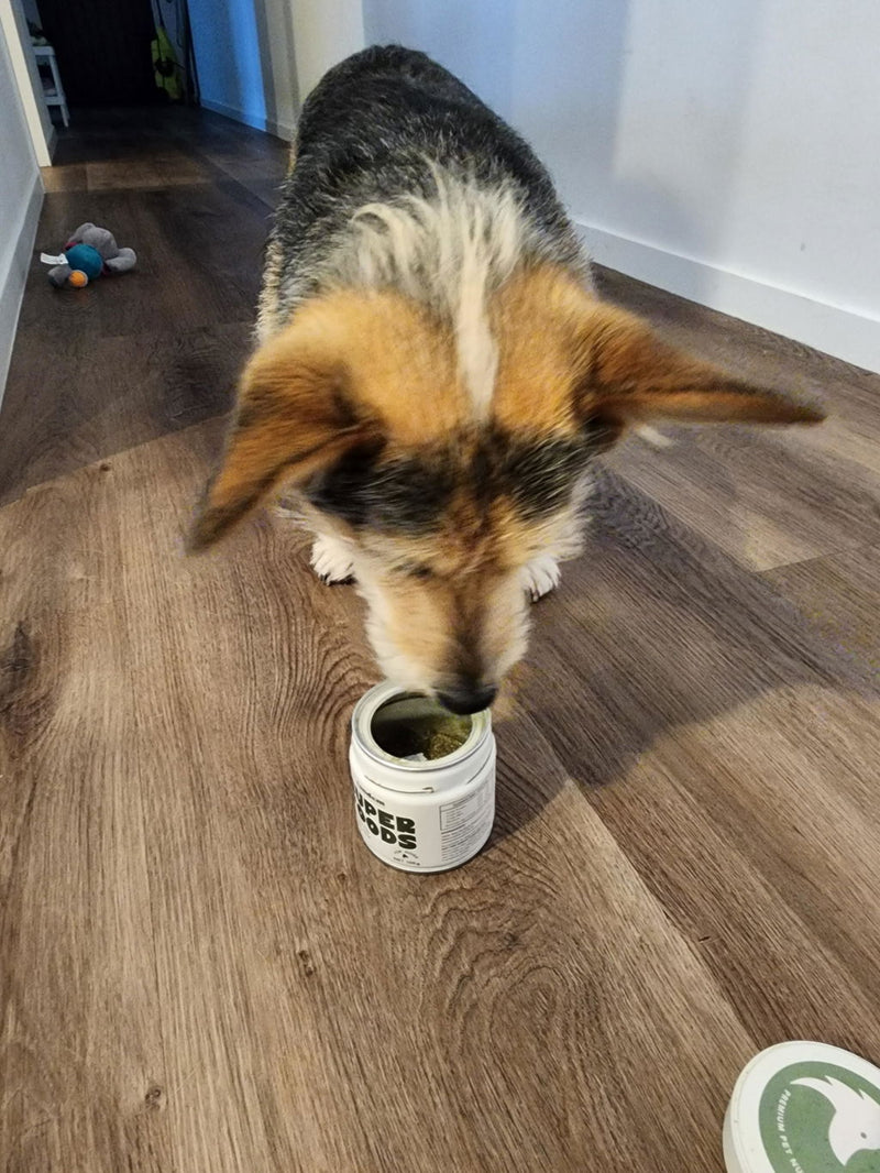 Photo from Roxy a.P.'s review of New Zealand Organic Kelp Powder