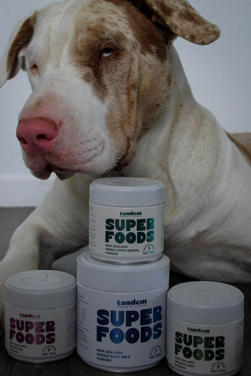 Photo from Amber's review of New Zealand Green Lipped Mussel Powder